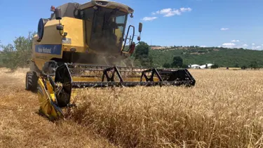 Kavak'ta ekin hasadı başladı