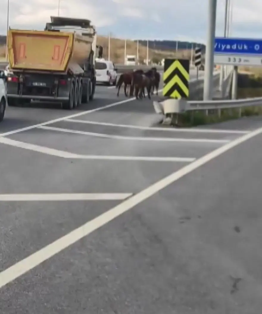 Trafikte başıboş atların yolculuğu kazayla bitti 2