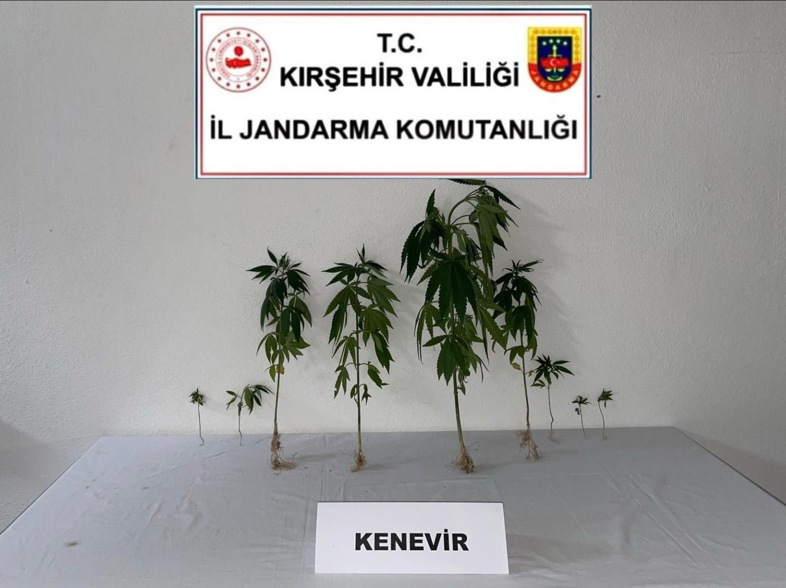 Kırşehir'de jandarma 9 kök kenevir bitkisi ele geçirdi