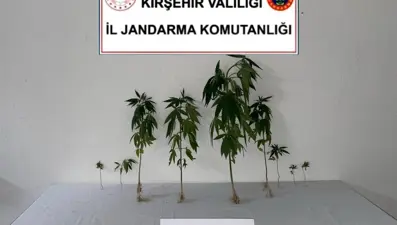 Kırşehir'de jandarma 9 kök kenevir bitkisi ele geçirdi