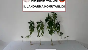 Kırşehir'de jandarma 9 kök kenevir bitkisi ele geçirdi