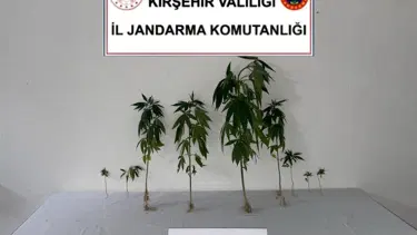 Kırşehir'de jandarma 9 kök kenevir bitkisi ele geçirdi