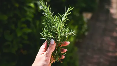 Alzheimer, diyabet ve kalp hastalıklarıyla savaşıyor: Bilimsel olarak kanıtlandı