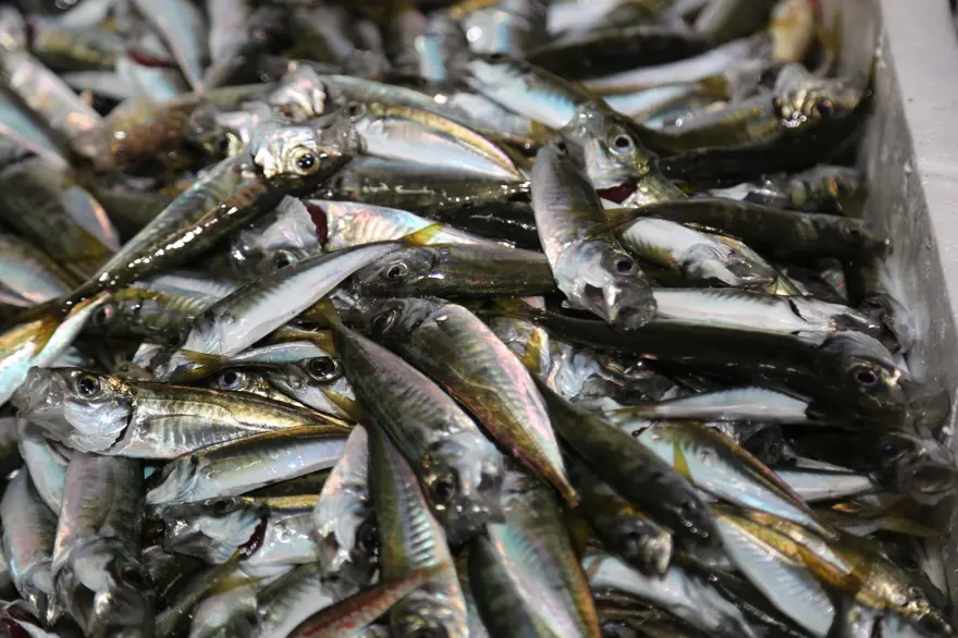 Balıkçılar "vira bismillah" dedi 14