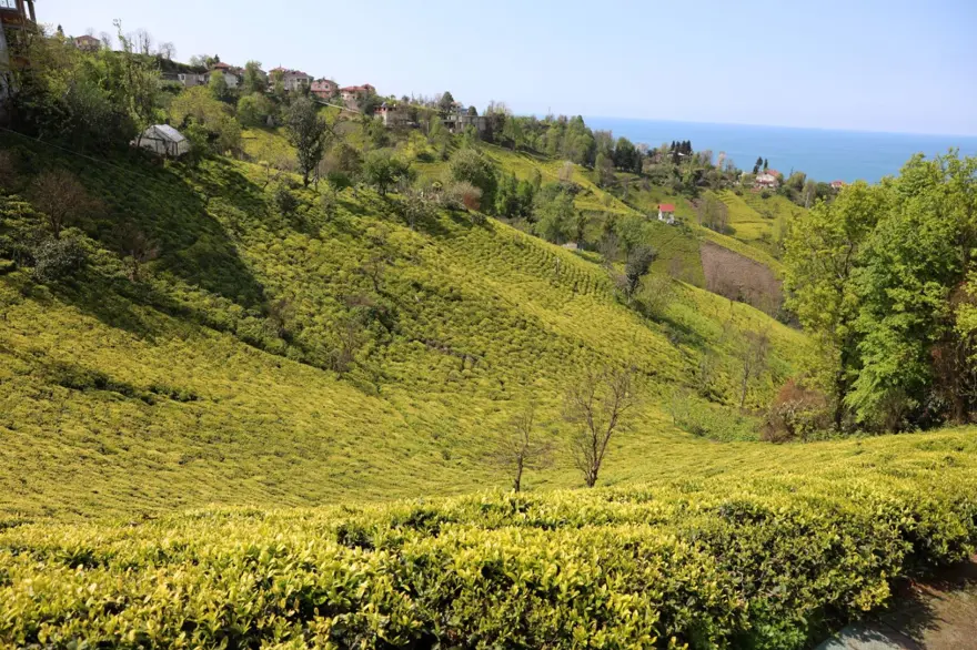 Beyaz çay hasadı başladı (Kilosu 4 bin 500 lira) 11 Beyaz çay hasadı başladı (Kilosu 4 bin 500 lira) 11