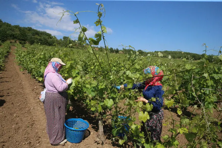 Hasat sürüyor: Kilosu 140 ila 170 lira arasında değişiyor 5