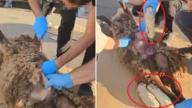 Zehir tacirlerinin son oyunu: Ölü koyunun karnından çıkanlar polisi de şoke etti