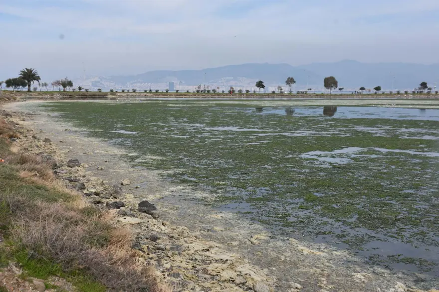 Çakalburnu Lagünü için kritik deniz marulu uyarısı: Son 2 yıldır marullar hiç kalkmadı 2 Çakalburnu Lagünü için kritik deniz marulu uyarısı: Son 2 yıldır marullar hiç kalkmadı 2