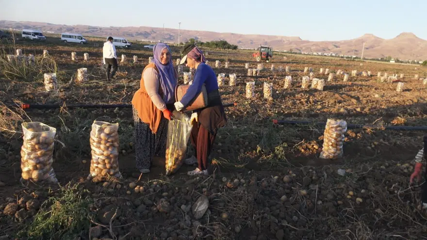 Kayseri'den yurt dışına gidiyor: Hasat sabahın erken saatlerinde başladı 1