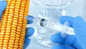 "GDO’lu gıdaya izin verin"