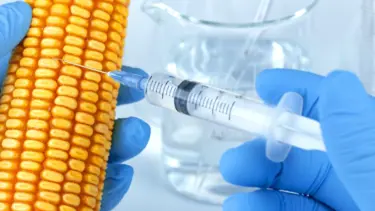 "GDO’lu gıdaya izin verin"