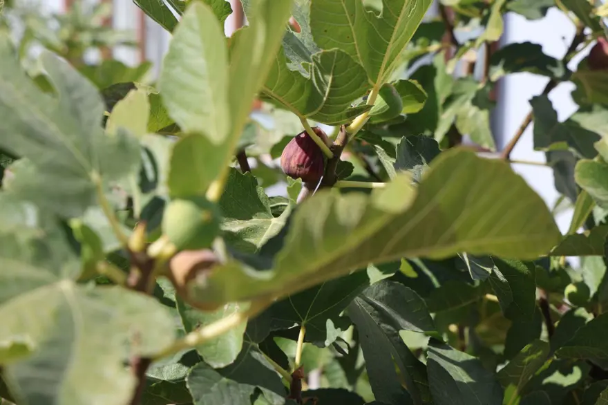 Konya'da yetişmesi zor olan meyveyi apartman bahçesinde yetiştirdi 4 Konya'da yetişmesi zor olan meyveyi apartman bahçesinde yetiştirdi 4