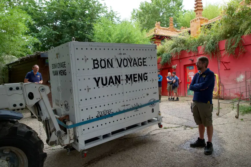 Fransa'da doğan ilk panda Yuan Meng'e uzun yol görevi: Neslini devam ettirecek 2 Fransa'da doğan ilk panda Yuan Meng'e uzun yol görevi: Neslini devam ettirecek 2