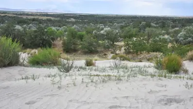 Dünyada ilk örnek: Yeşeren çöl Karapınar
