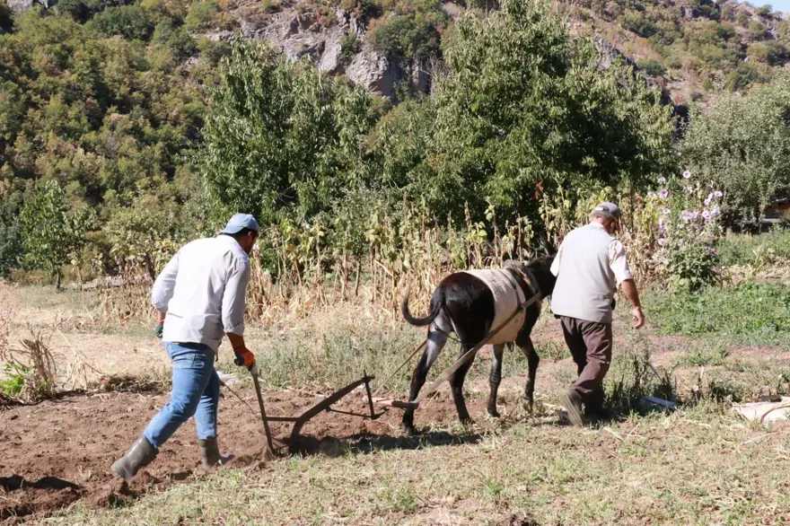 Eylül ayı geldi, söküm başladı:  Atalardan kalan kara sabanla yapılıyor 5