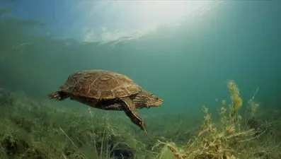 Kapulukaya Barajı'nın su altı güzellikleri görüntülendi