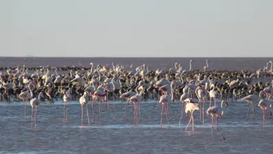 Tuz Gölü'ndeki yavru flamingolar için su takviyesi