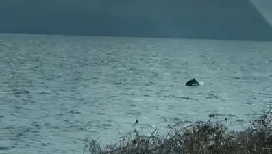 Tekirdağ'da yunuslar denizde dans etti