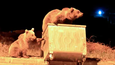 Kars'ta bozayılar şehre inip yiyecek aradı