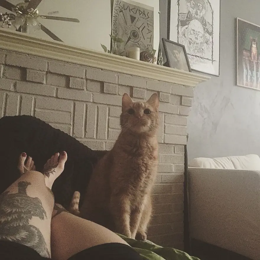 Hayatını kedileri kurtarmaya adadı 199