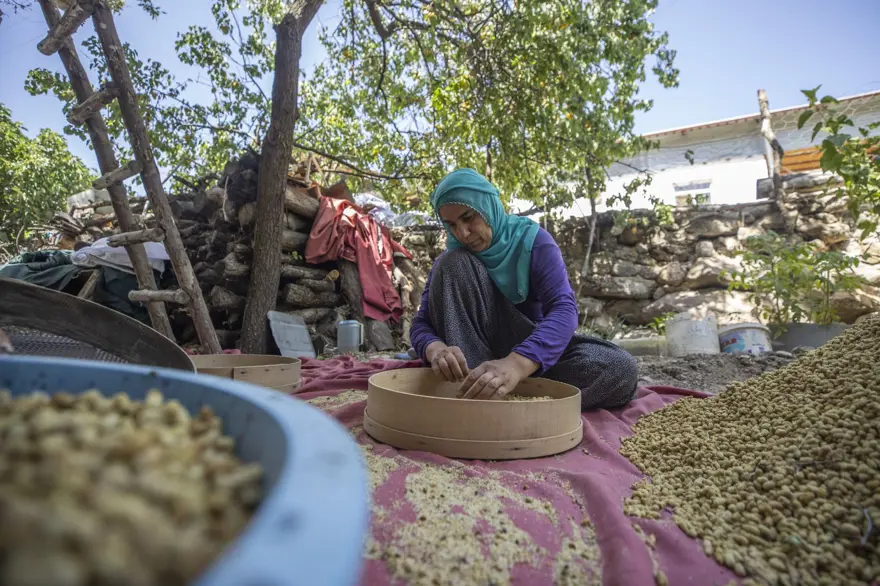 Coğrafi işaretli "Ulukale Dutu" geçim kaynağı oldu! Güneşin karşısında kurutuluyor, elekten geçirilerek hazırlanıyor 15