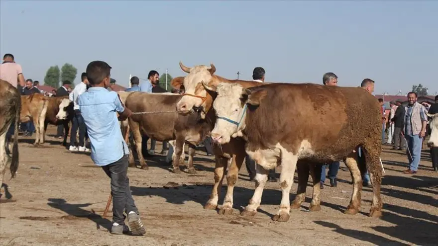2 - Kimler kurban kesmekle yükümlüdür? 2