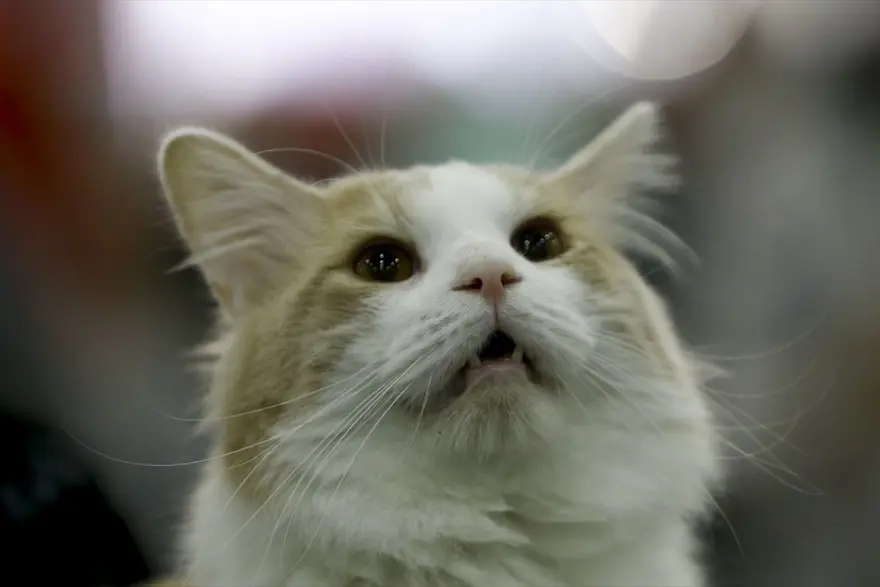 Kedi fuarından renkli fotoğraflar (Catsburg) 8