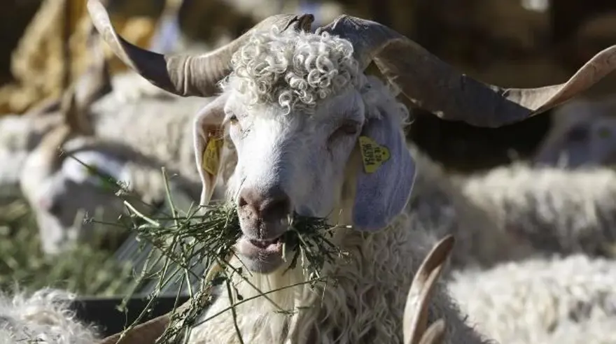 Kurban Bayramı ne zaman kutlanacak? Diyanet takvimine göre Kurban Bayramı tarihi 2024 4 Kurban Bayramı ne zaman kutlanacak? Diyanet takvimine göre Kurban Bayramı tarihi 2024 4