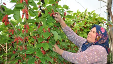Sabahın erken saatinde dalından toplanıyor, kilosu 120 lira: 250 dönümlük örtü altında yetişiyor
