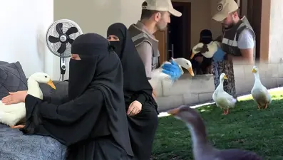 Başakşehir'deki ördekler Ankara'da korumaya alındı