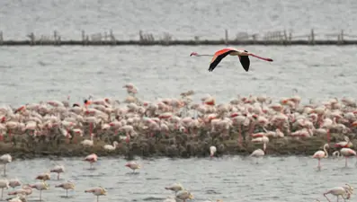 18 bin flamingo yumurtadan çıktı