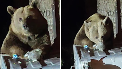 Uludağ'da aç kalan ayı evlerin arasına indi