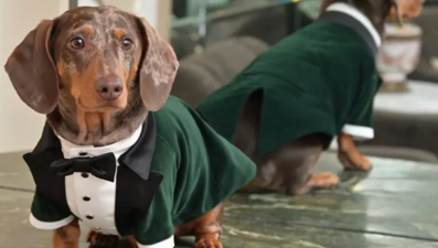 Köpekler insanları "okuyabiliyor"