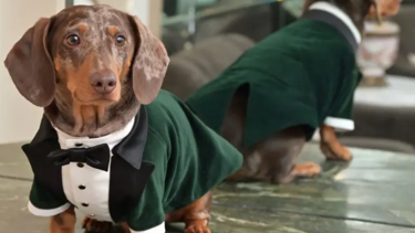 Köpekler insanları "okuyabiliyor"