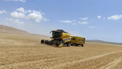 İlk hasat yapıldı: Kilosu 17 liradan satıldı