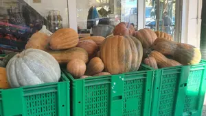 35 kiloya ulaştı: Kimyasal kullanmadan doğal yöntemle ürettiler