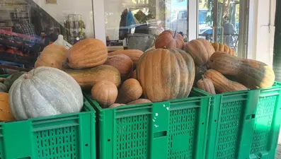 35 kiloya ulaştı: Kimyasal kullanmadan doğal yöntemle ürettiler