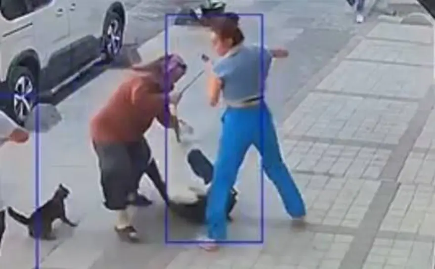 Bağcılar'da kedi, Sibirya kurduna saldırdı 8