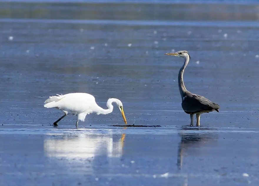 "Kuş Oteli" Hersek Lagünü, göçmen kuşlarla şenlendi: 350'den fazla flamingo geldi 2