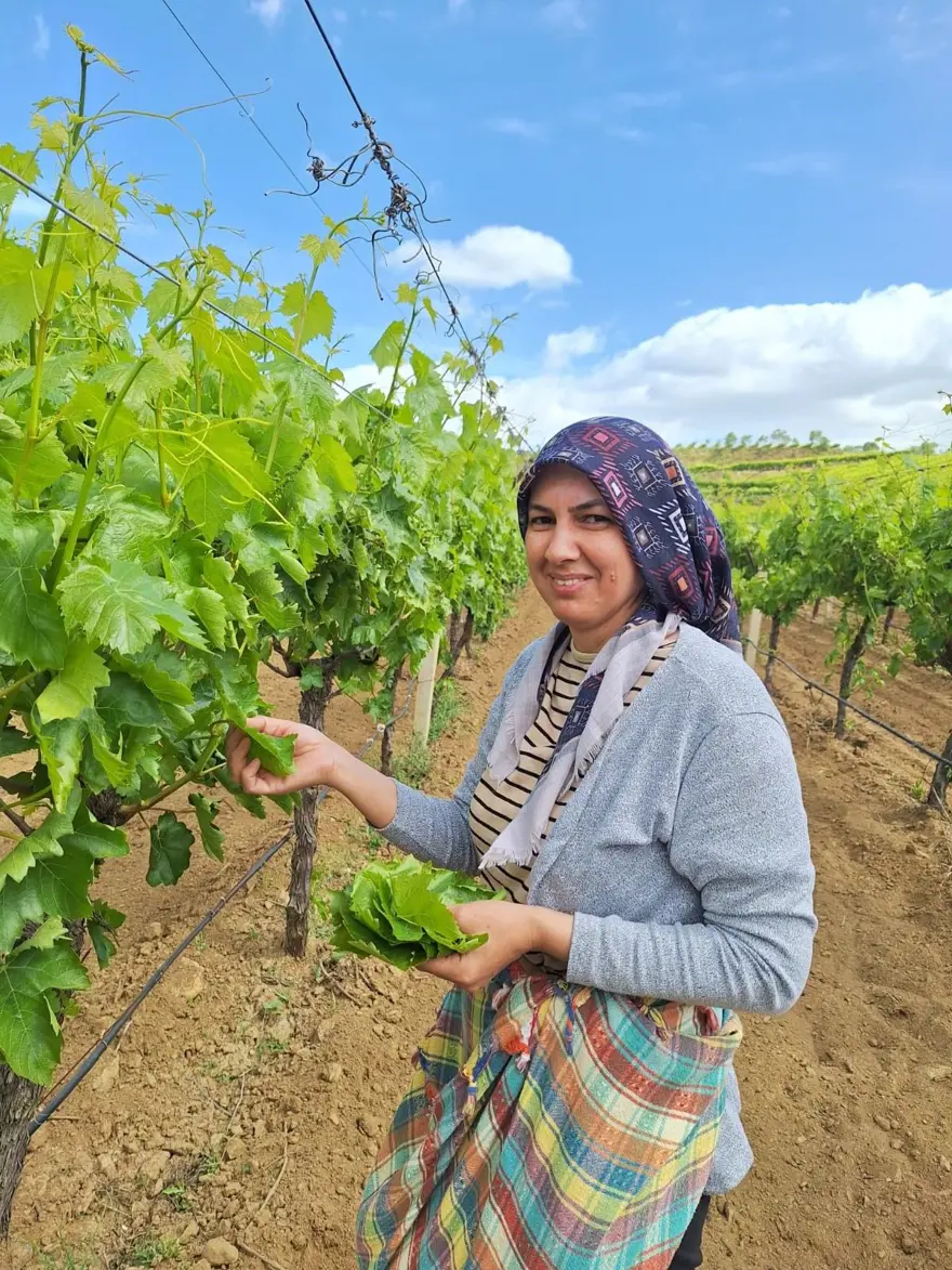 "TOPLADIĞIN YAPRAK SENİN OLSUN" DÖNEMİ 3