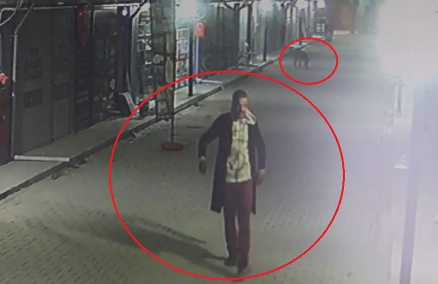 Hatay'da vahşet! Kedileri köpeklere parçalatan kişi gözaltına alındı 1