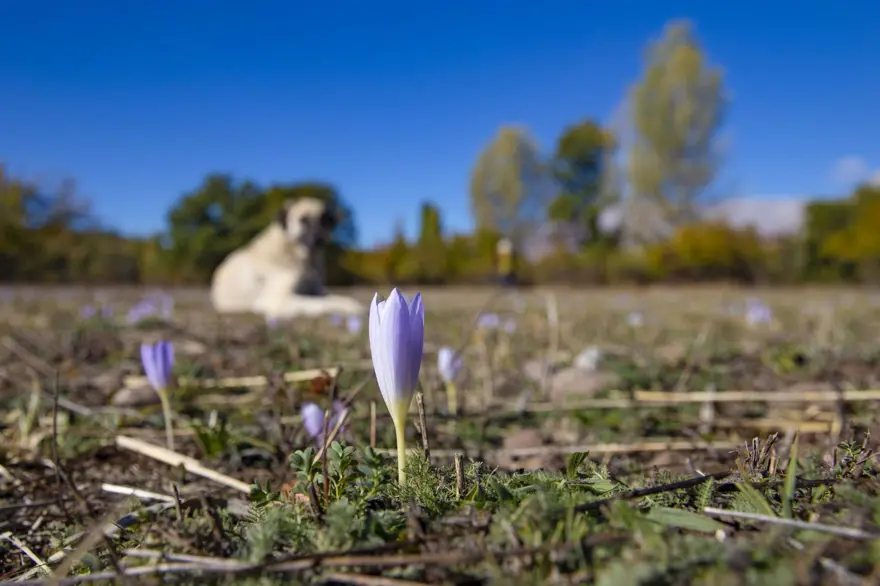 Kışın habercisi: El değmemiş doğada çiçek açtı 3