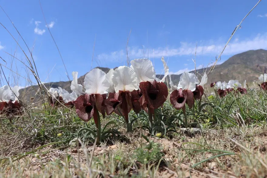 Halk arasında "kurt kulağı" deniliyor: Her yıl Erzurum'da açıyor 2