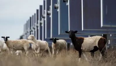 Koyunlar ilk kez İç Anadolu’da beslenmiş: Genetik araştırma evcilleşmenin AşıklıHöyük’te başladığını ortaya koydu