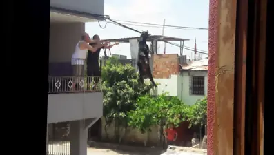 Damdan atlayan keçi, tellerde asılı kaldı