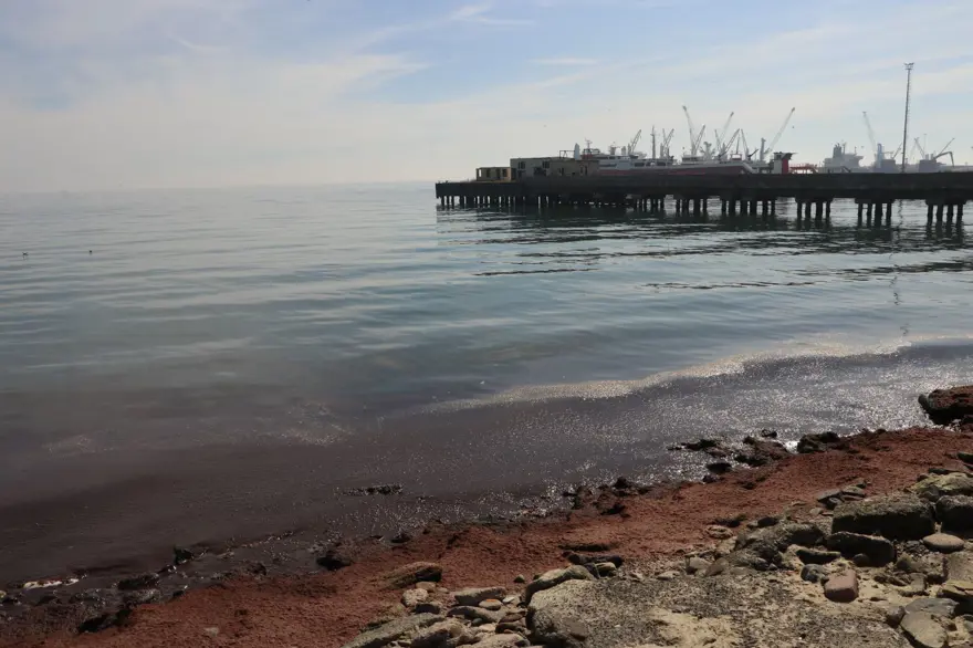 Tekirdağ'da sahilin bir kısmına kırmızı yosun birikti 