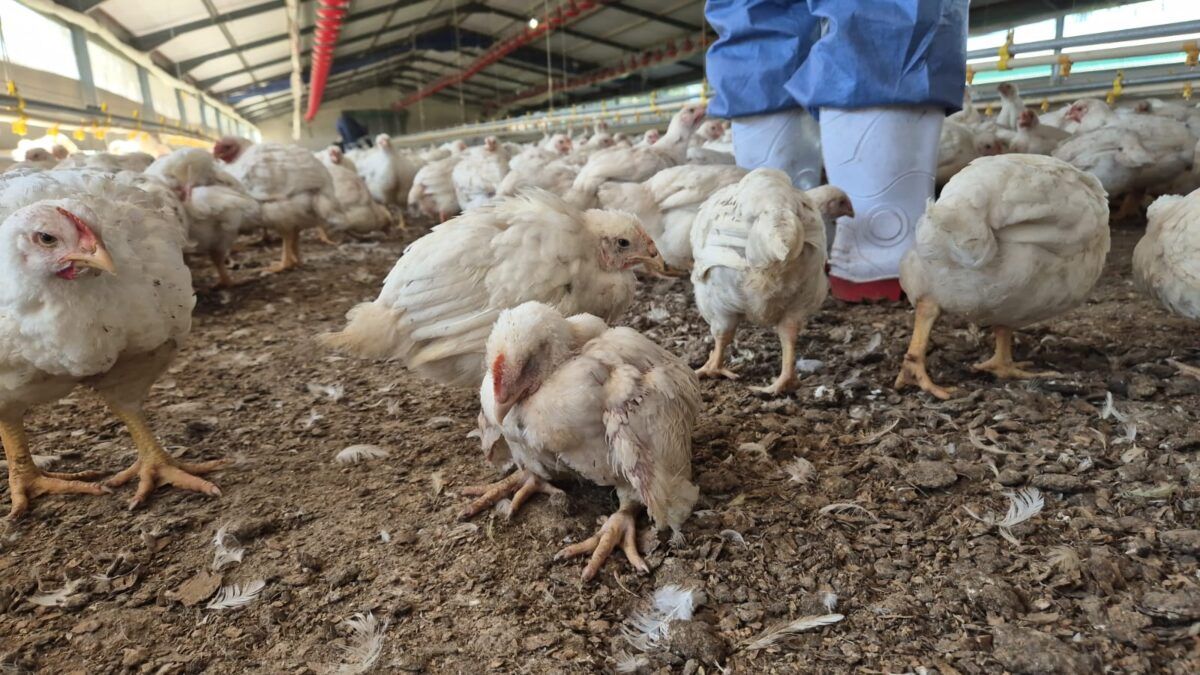 Kümeste toplu yamyamlık: Aç kalan tavuklar birbirini yedi, kalanları da şirket öldürdü