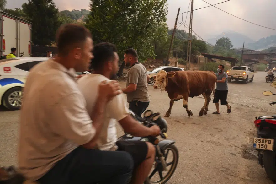 Ödemiş'te kahreden fotoğraflar: Alevlerden kaçış 7 Ödemiş'te kahreden fotoğraflar: Alevlerden kaçış 7