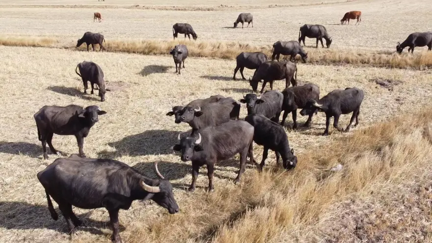 Sütüyle şifa kaynağı, üreticinin gözdesi: Yoğurdu ve kaymağının lezzetini herkes biliniyor 1
