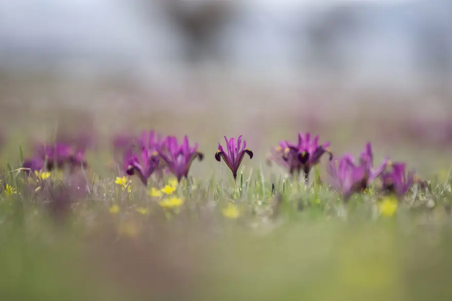 Tunceli'de baharın müjdecisi çiğdem ve nergisler çiçek açtı 2